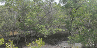 Ilha do Guajirú - The ecological paradise!